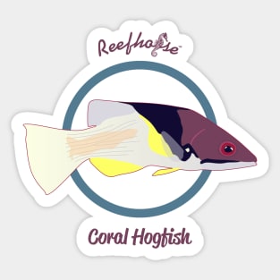 Coral Hogfish Sticker